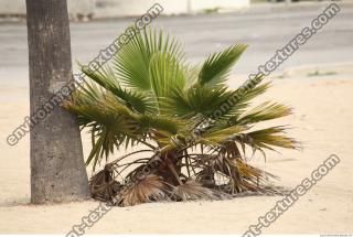 palm tree 0005